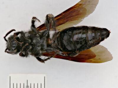 ventral view of adult Campsomeris tenebrica