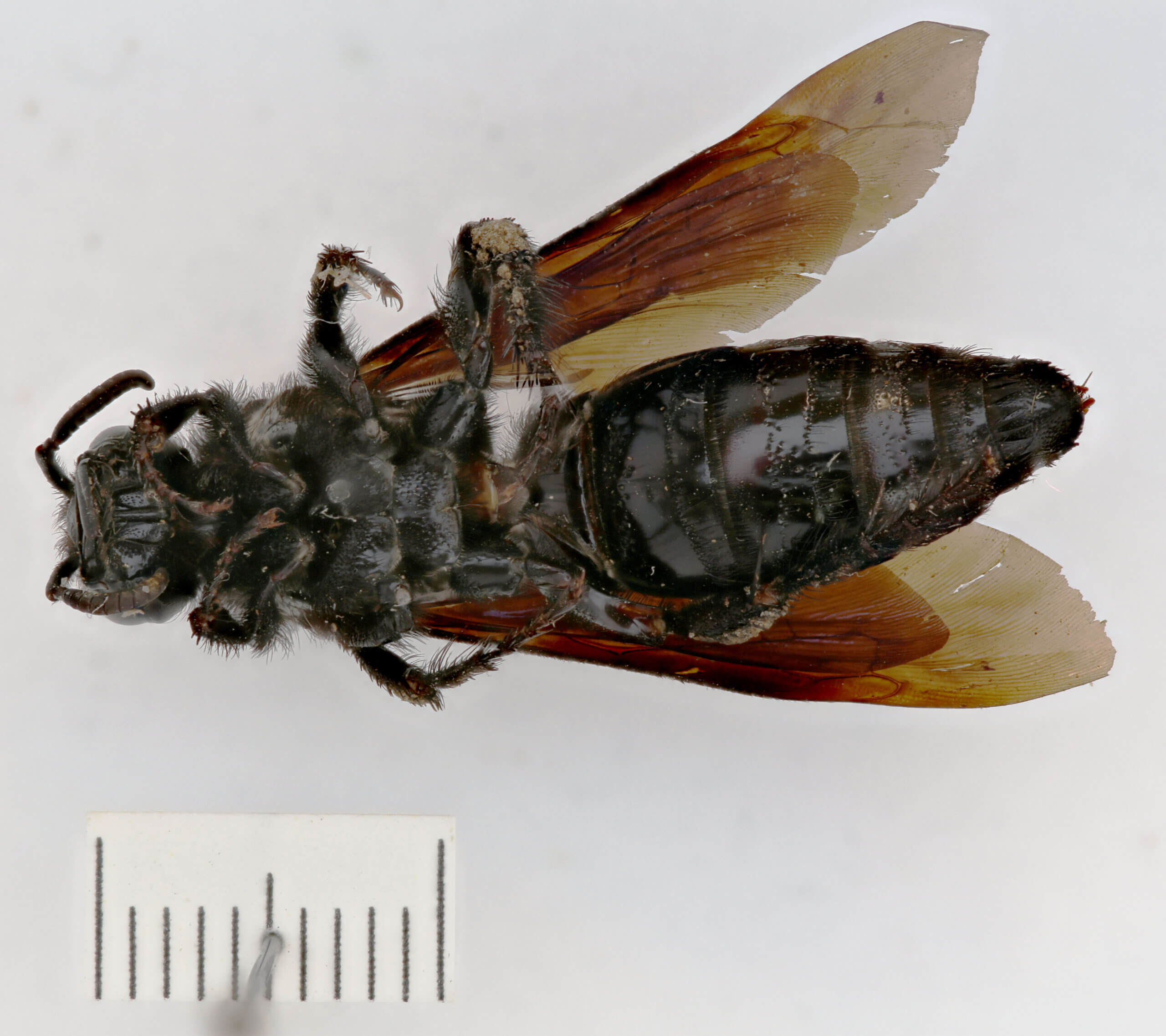 ventral view of adult Campsomeris tenebrica