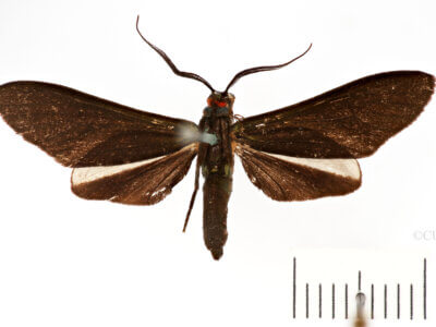 dorsal view of adult Ceramidiodes obscurus