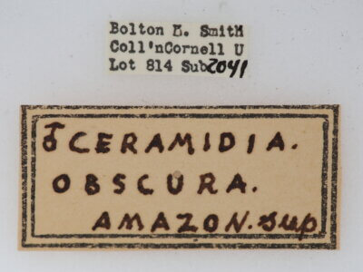 label view of adult Ceramidiodes obscurus