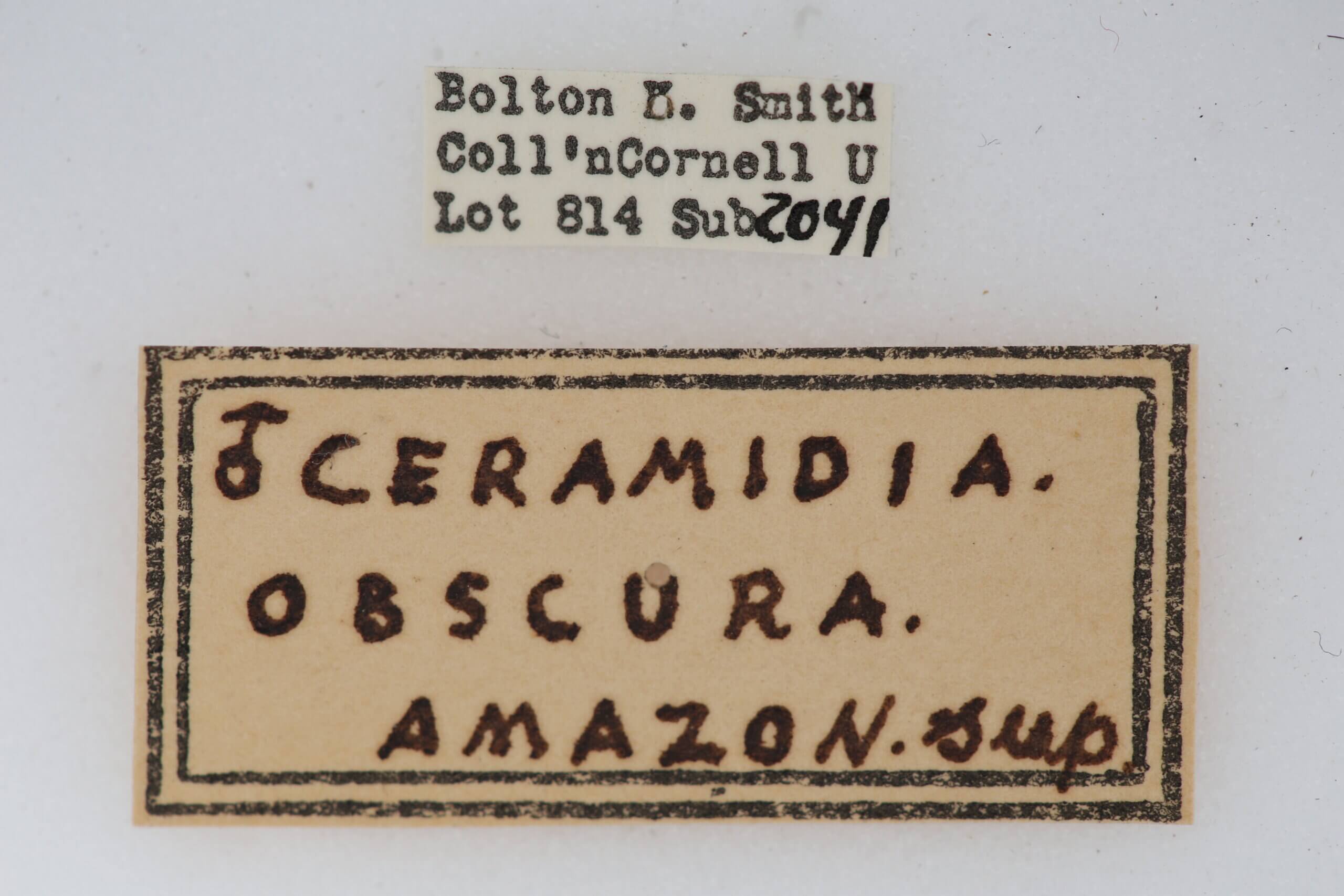 label view of adult Ceramidiodes obscurus