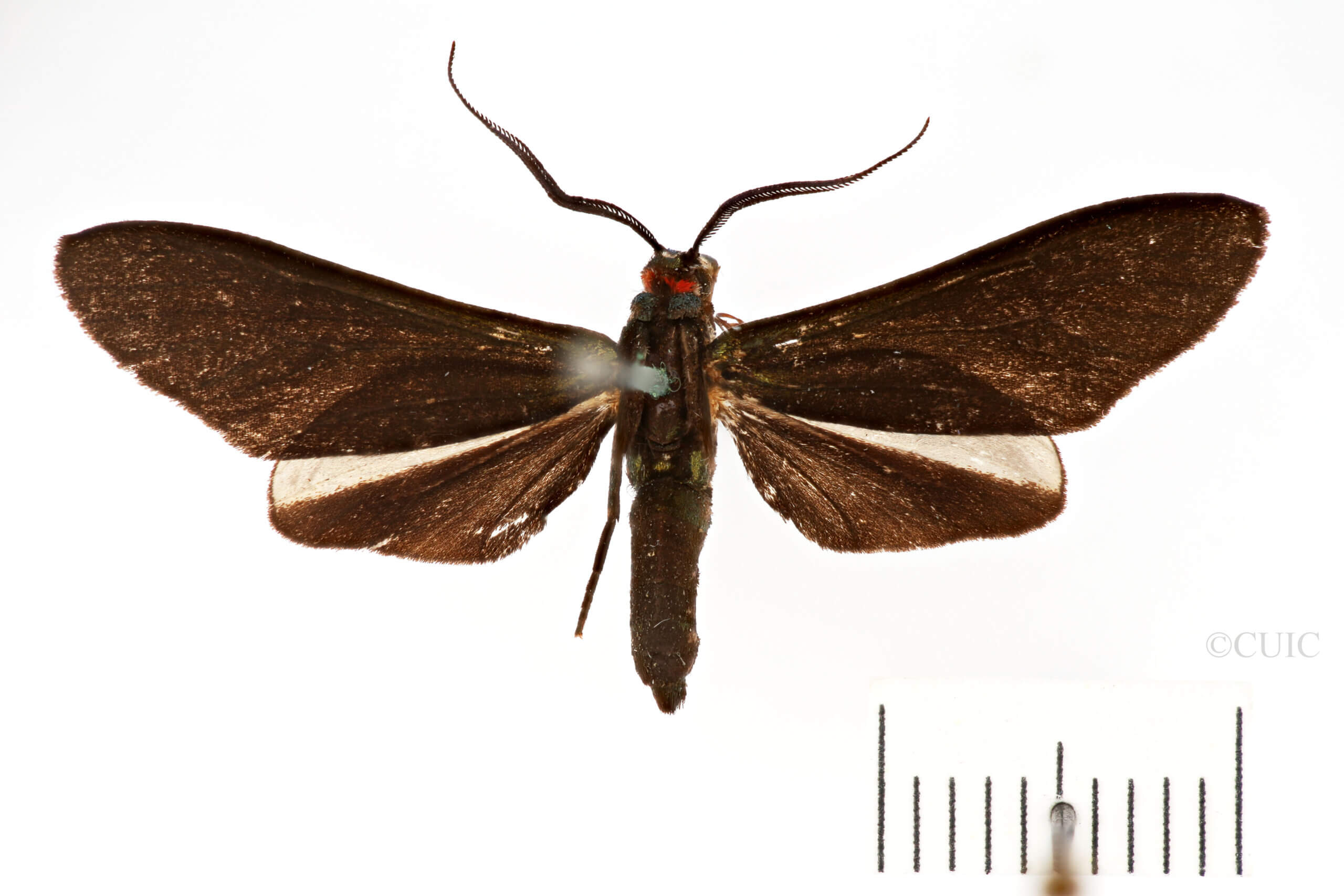 dorsal view of adult Ceramidiodes obscurus