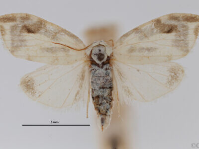 dorsal view of adult Chionosia apicalis