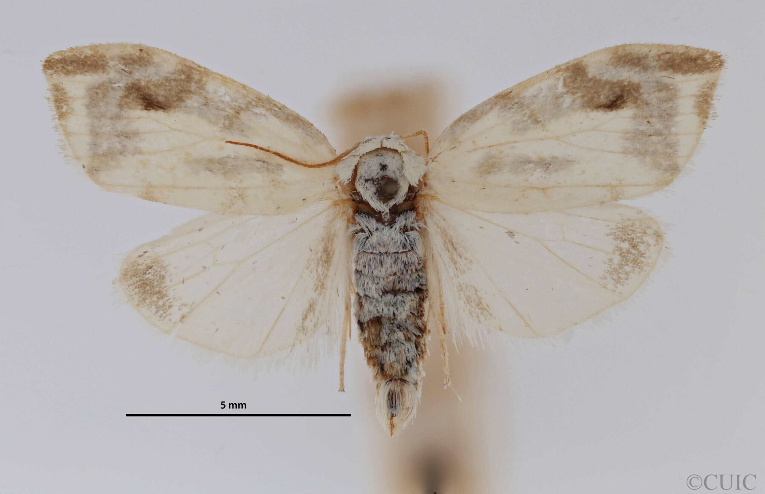 dorsal view of adult Chionosia apicalis