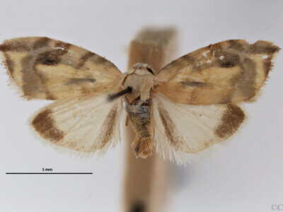 dorsal view of adult Chionosia apicalis