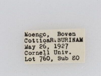 label view of adult Chionosia apicalis