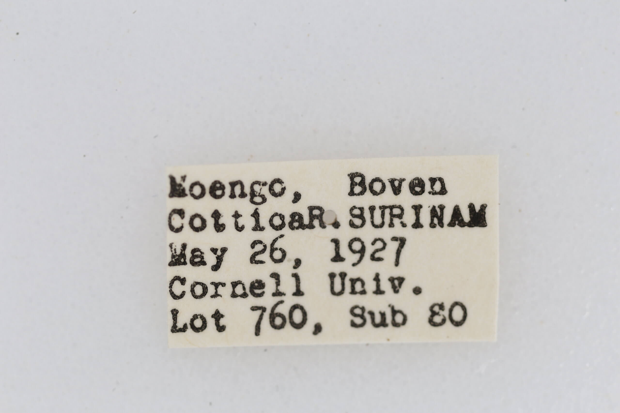 label view of adult Chionosia apicalis