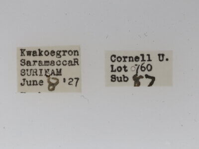 label view of adult Chionosia apicalis