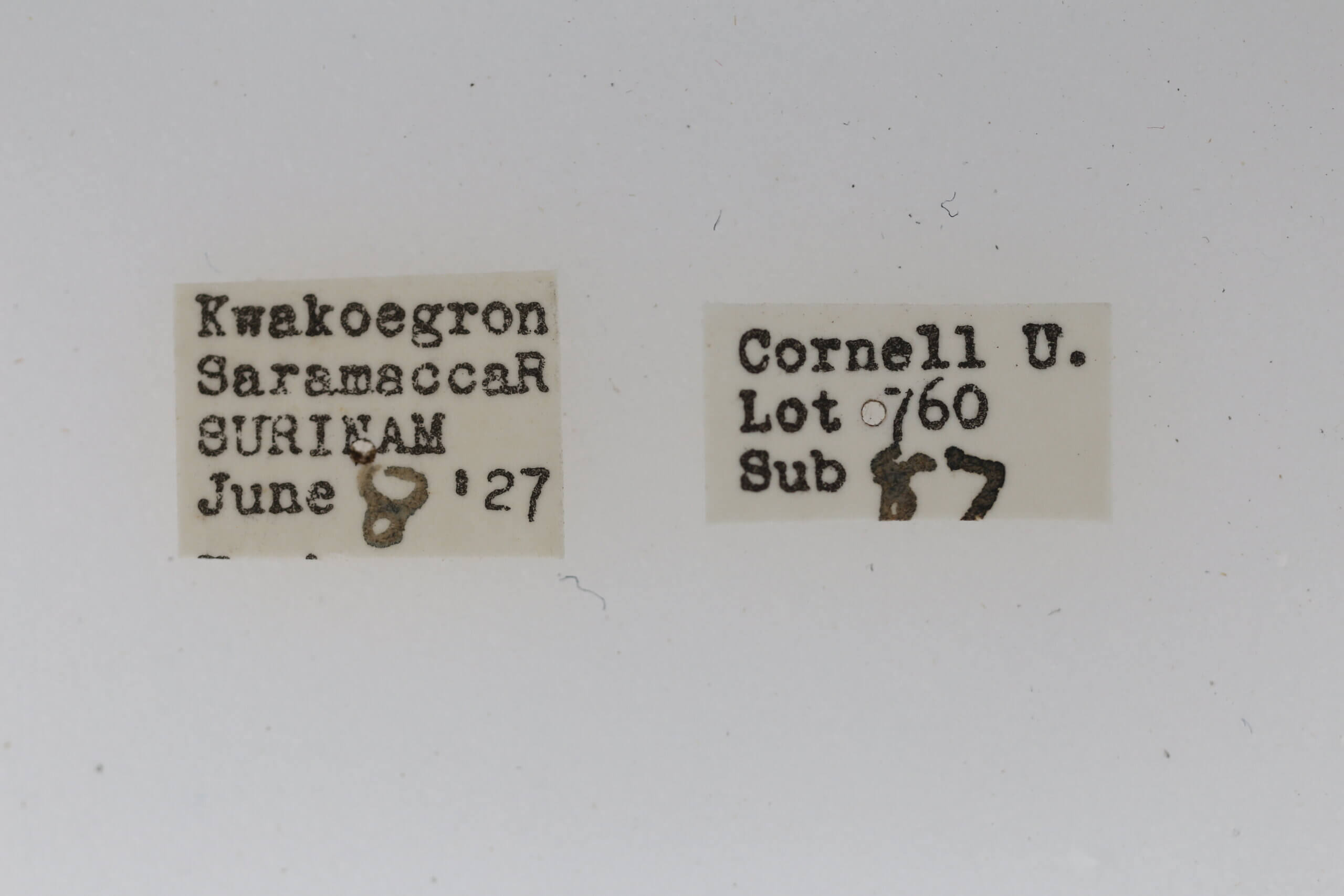 label view of adult Chionosia apicalis