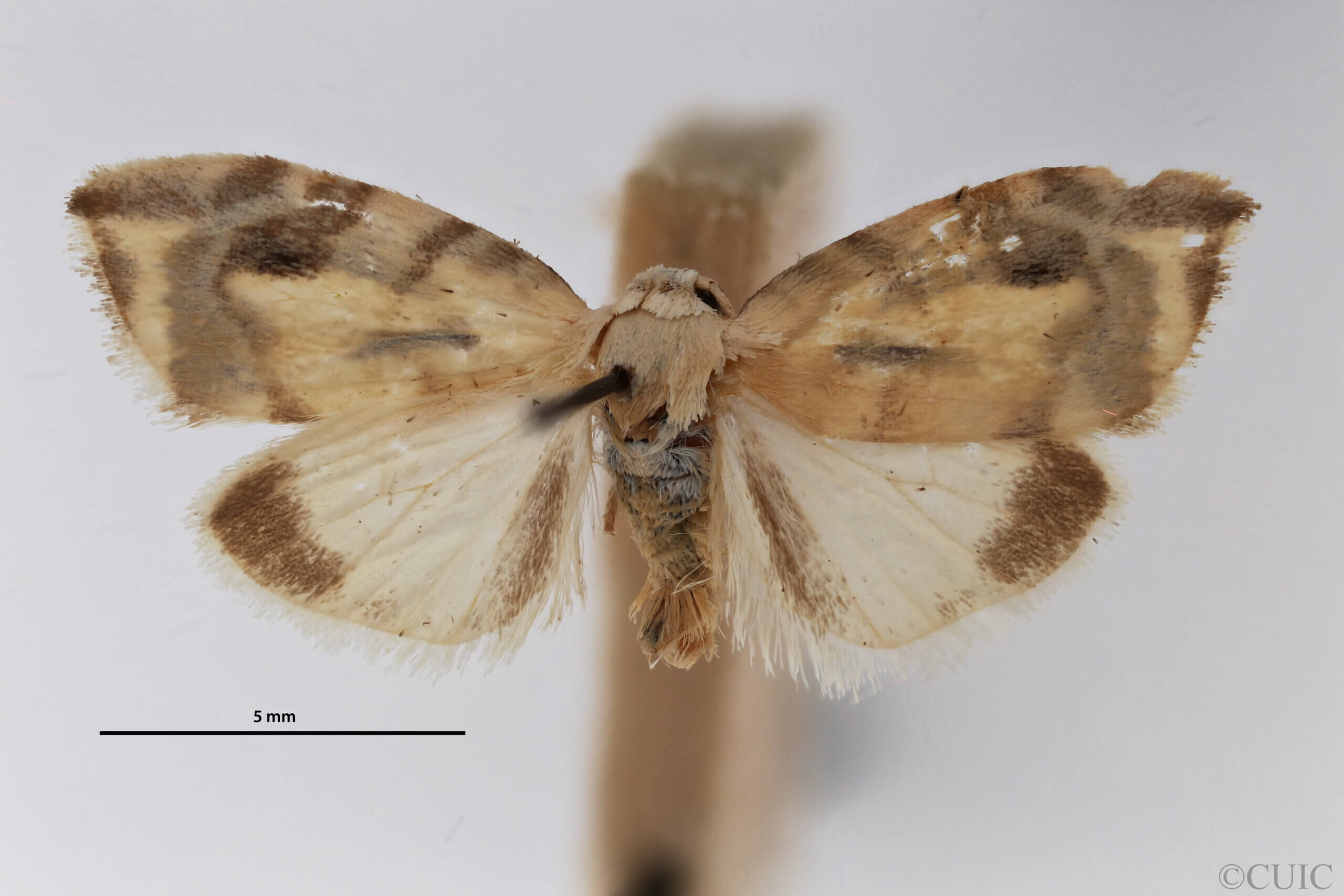 dorsal view of adult Chionosia apicalis