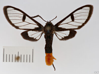 dorsal view of adult Clystea andromacha