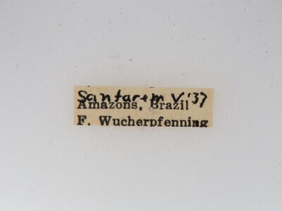 label view of adult Clystea andromacha