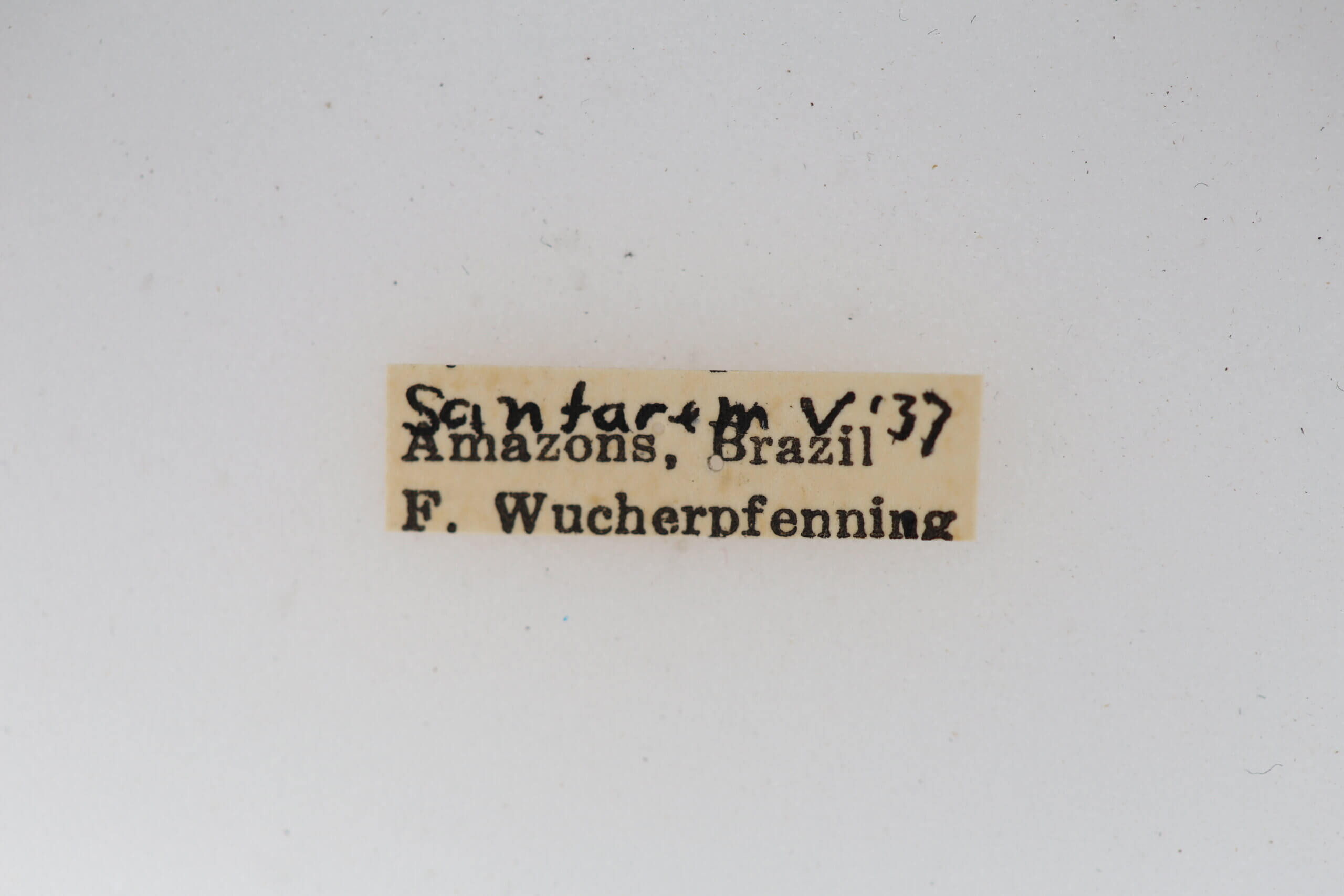 label view of adult Clystea andromacha