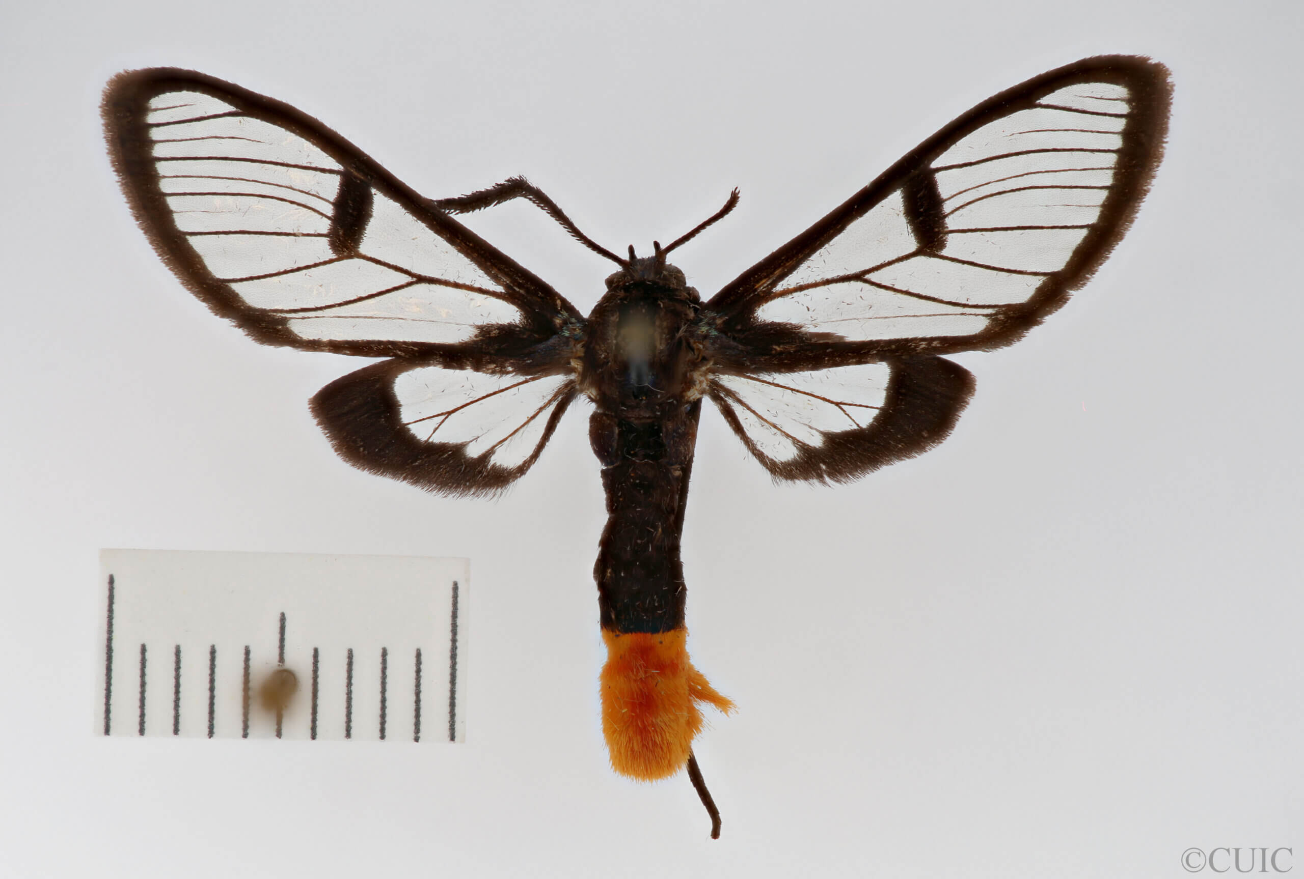 dorsal view of adult Clystea andromacha