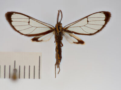 dorsal view of adult Clystea serrana