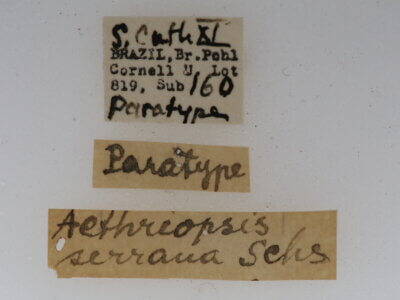 label view of adult Clystea serrana