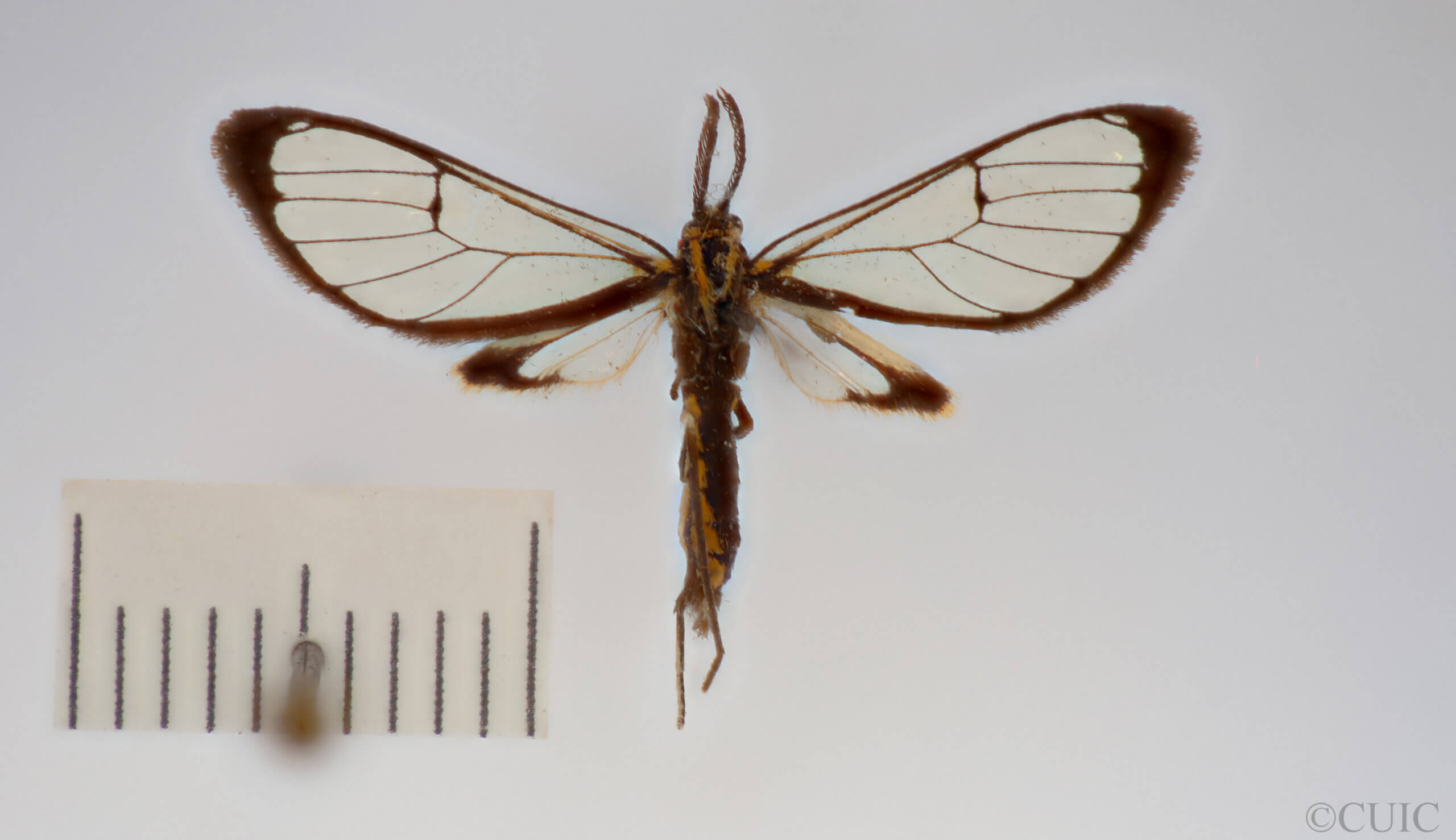 dorsal view of adult Clystea serrana