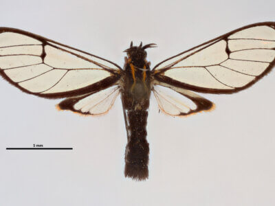 dorsal view of adult Diptilon doeri