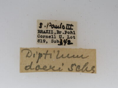 label view of adult Diptilon doeri