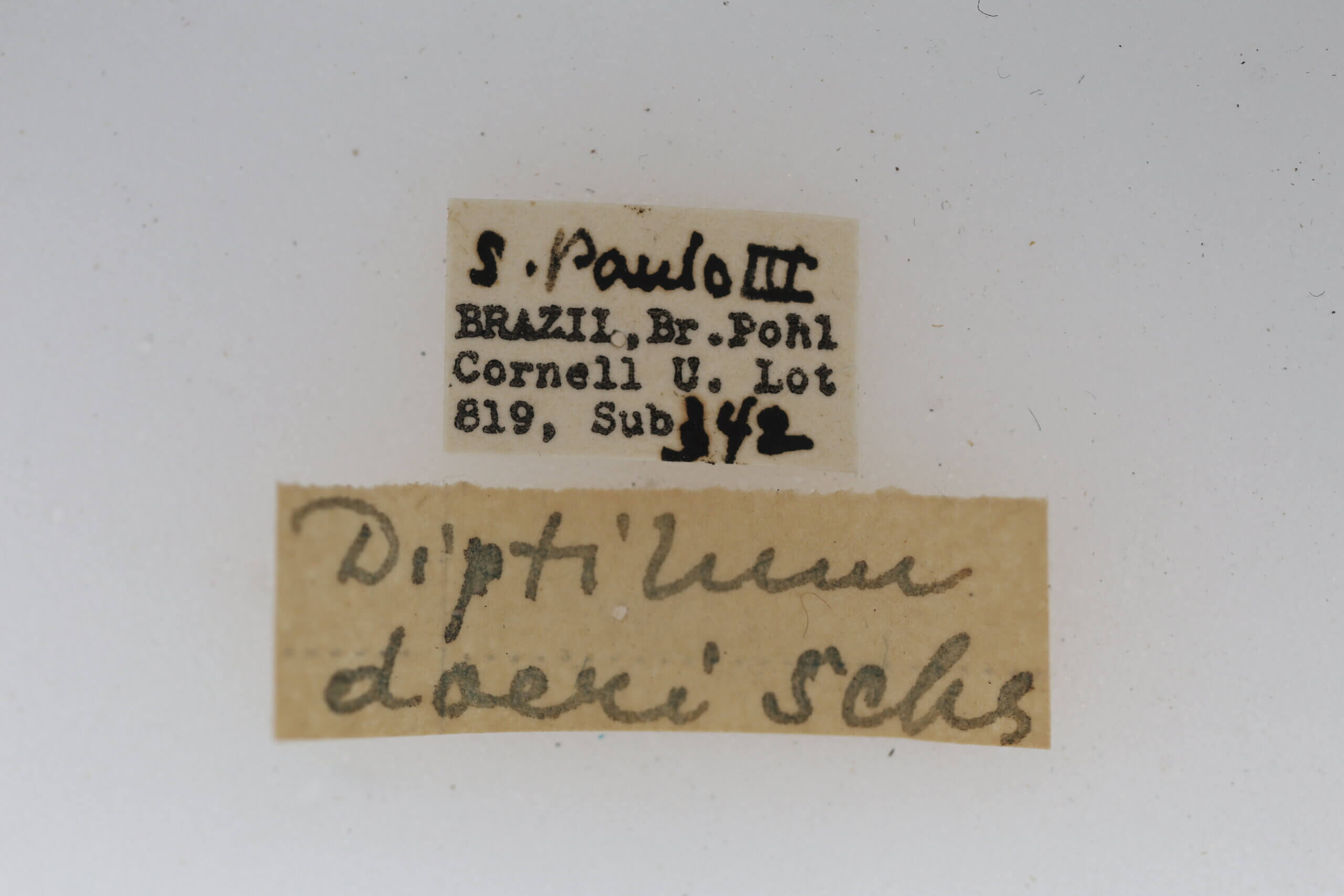 label view of adult Diptilon doeri