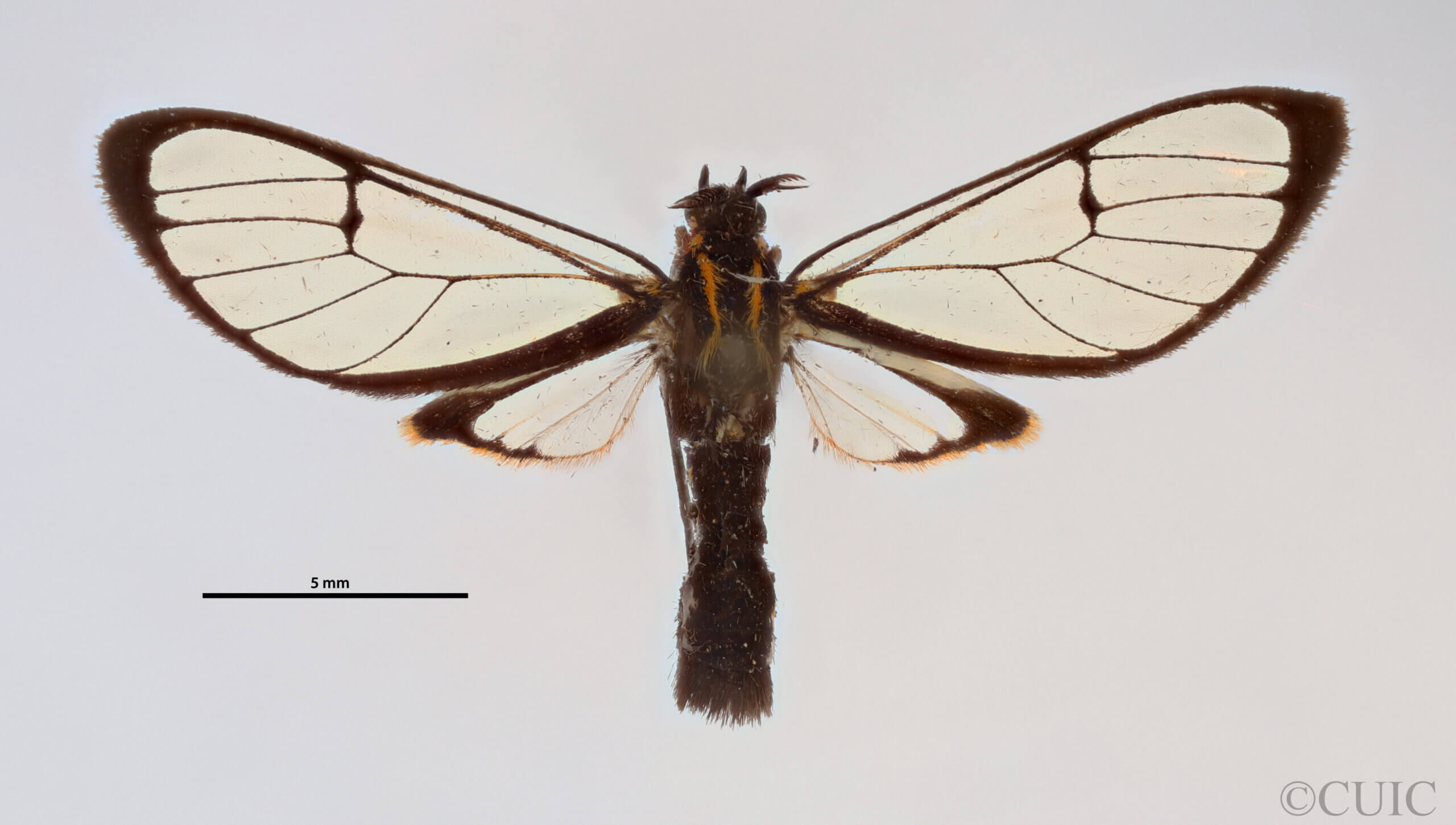 dorsal view of adult Diptilon doeri