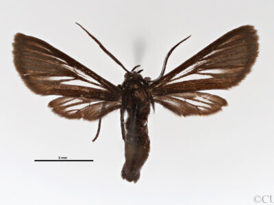 dorsal view of adult Dixophlebia holophaea