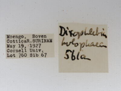 label view of adult Dixophlebia holophaea