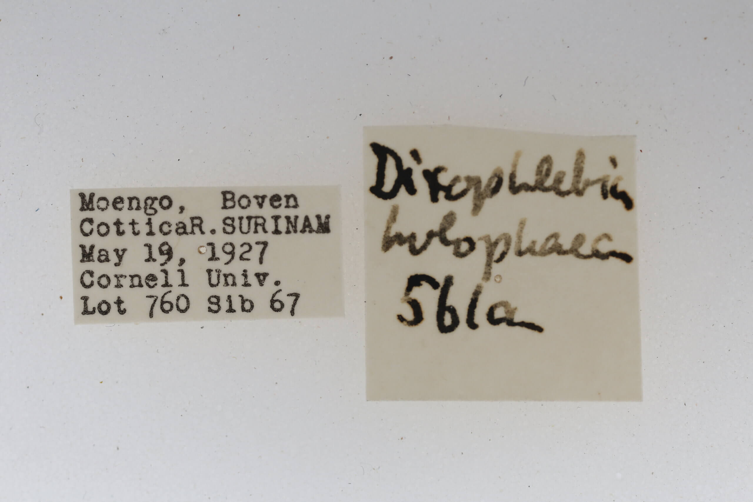 label view of adult Dixophlebia holophaea