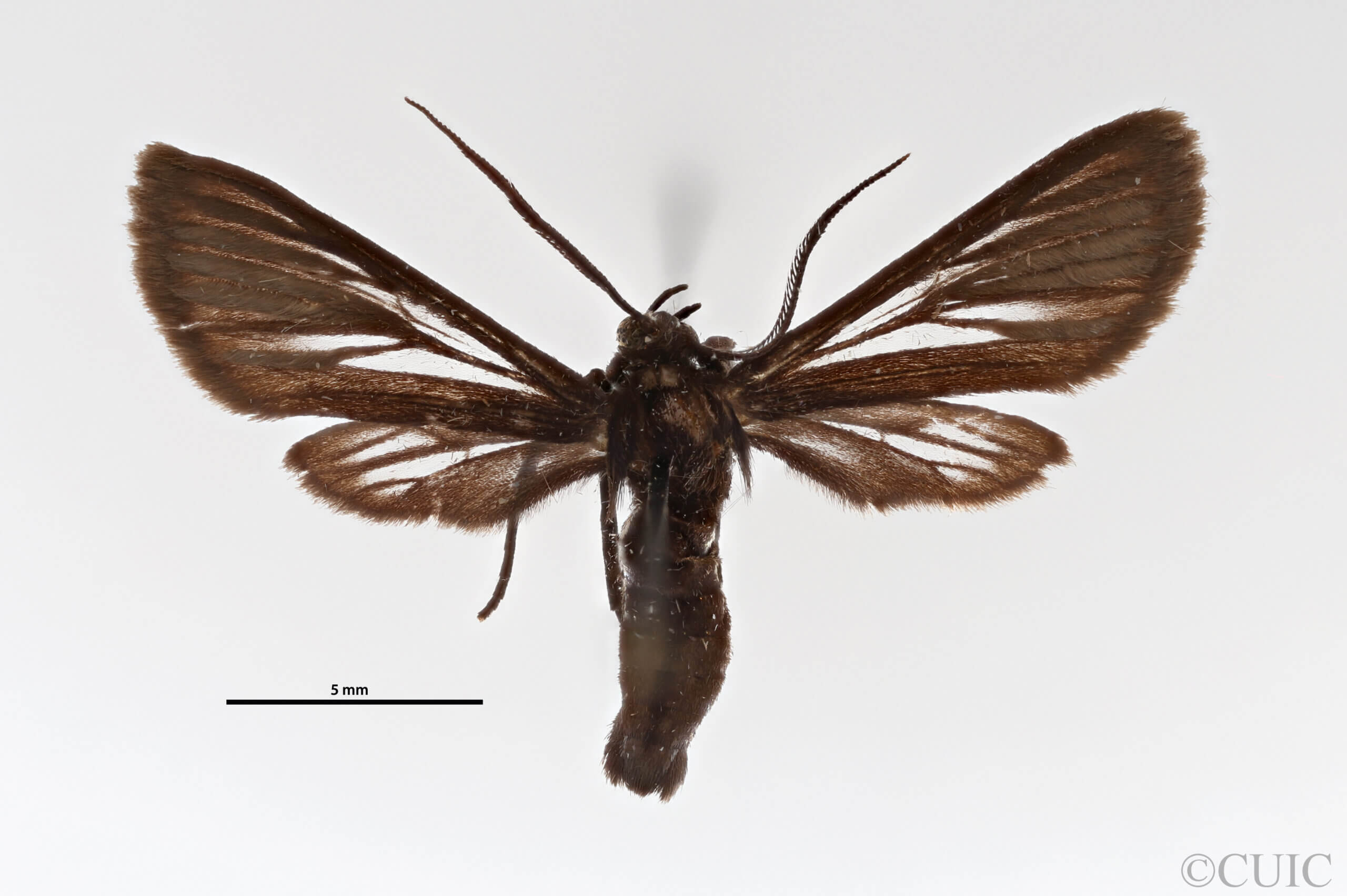 dorsal view of adult Dixophlebia holophaea