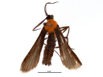 dorsal view of adult Dixophlebia quadristrigata