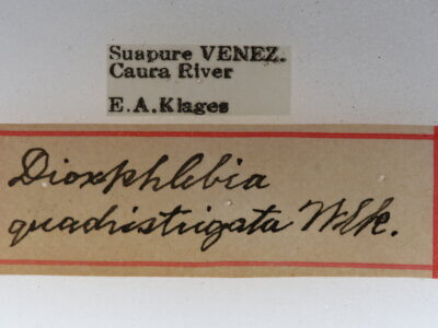 label view of adult Dixophlebia quadristrigata