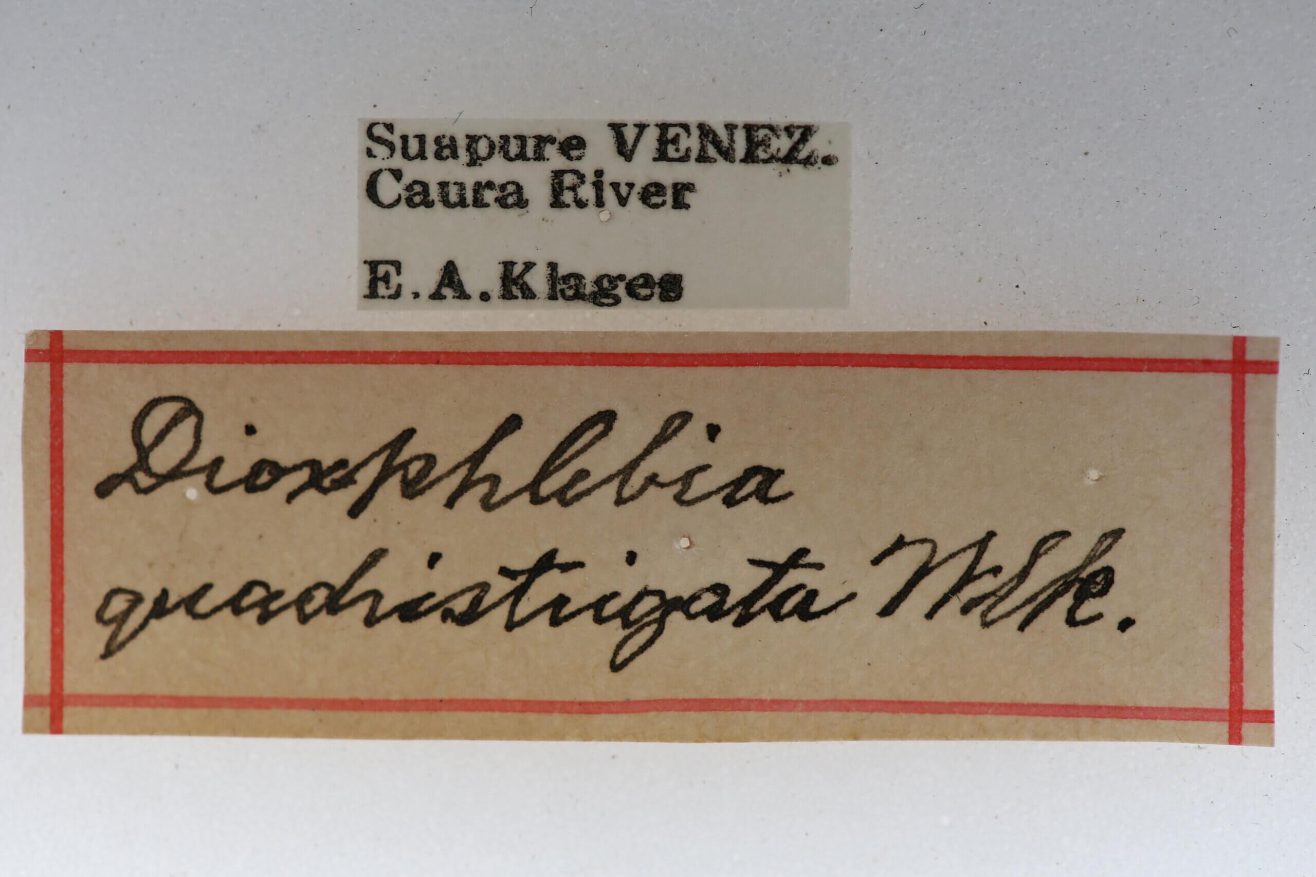 label view of adult Dixophlebia quadristrigata