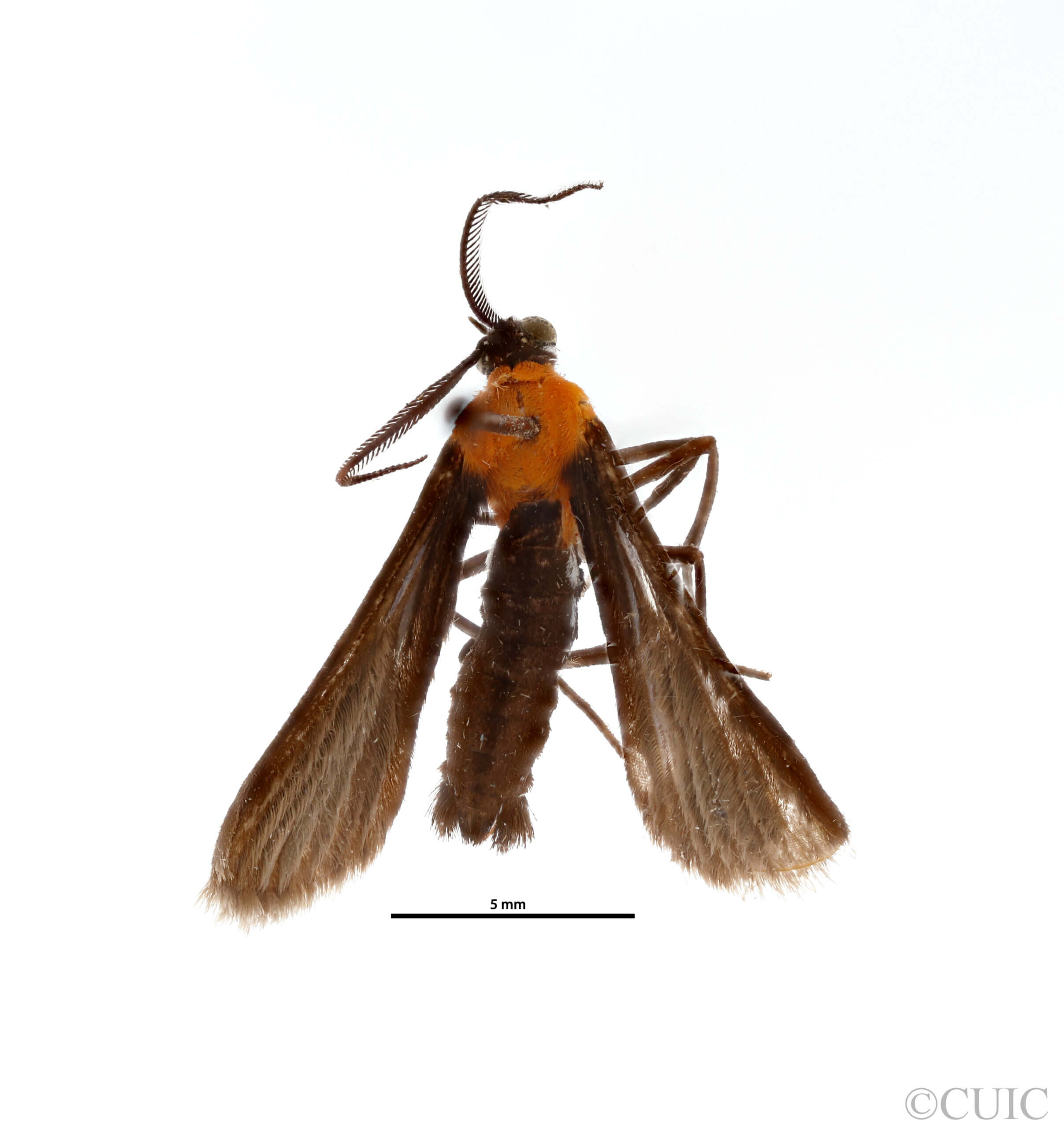 dorsal view of adult Dixophlebia quadristrigata