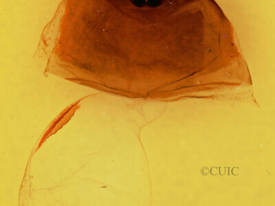 genitalia view of adult Furcula cinerea