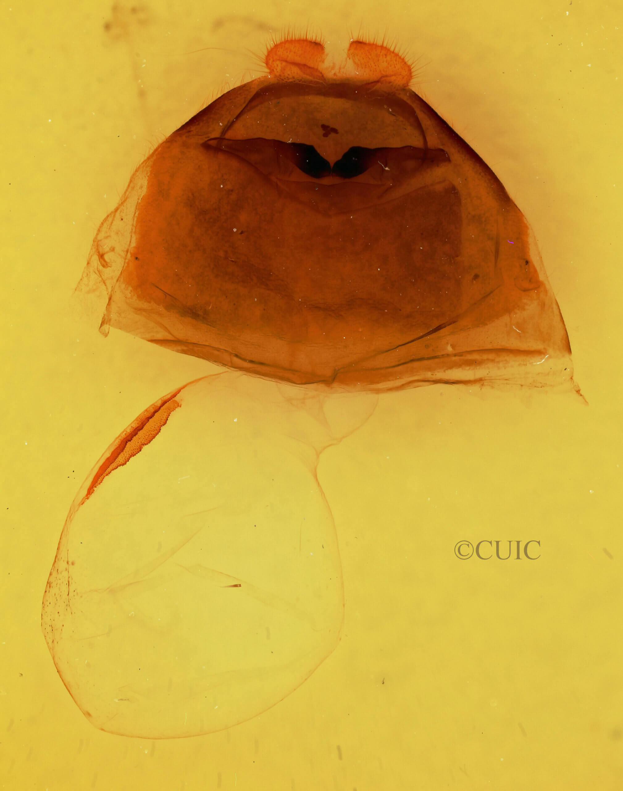 genitalia view of adult Furcula cinerea