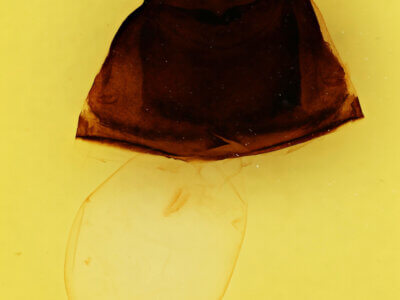 genitalia view of adult Furcula nivea meridionalis