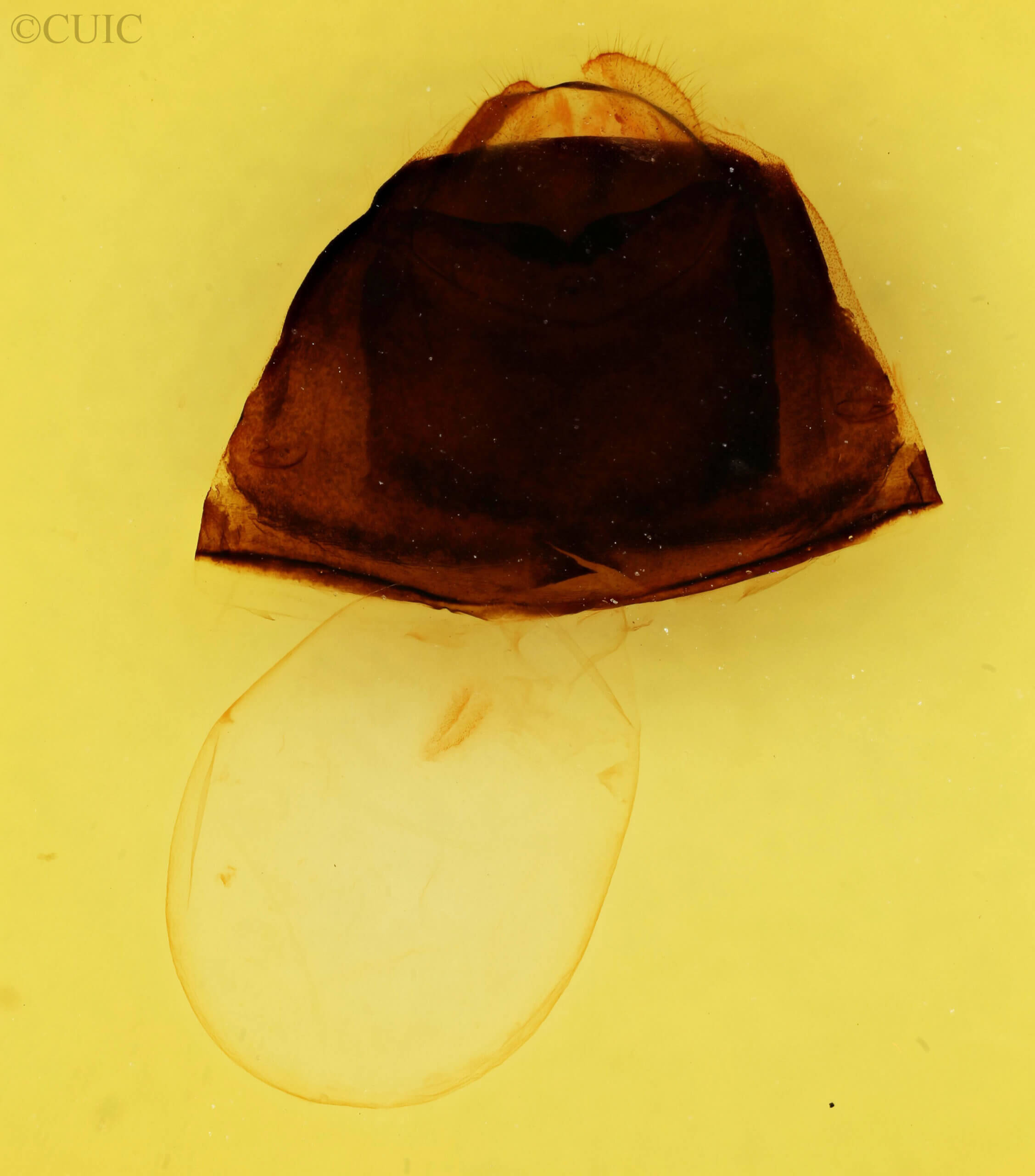 genitalia view of adult Furcula nivea meridionalis