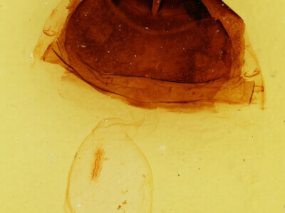 genitalia view of adult Furcula scolopendrina