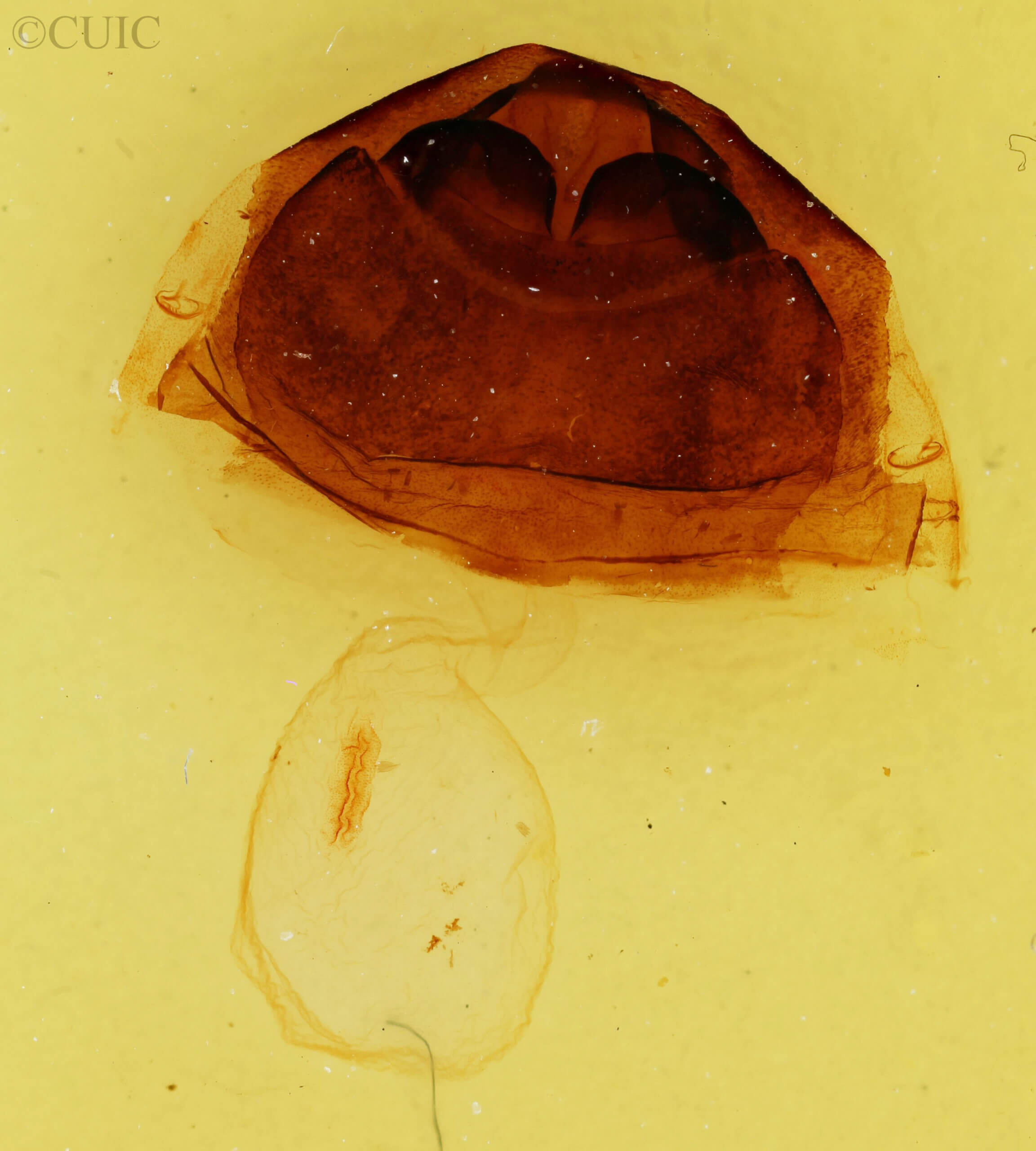 genitalia view of adult Furcula scolopendrina