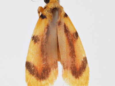 dorsal view of adult Gaudeator paidicus