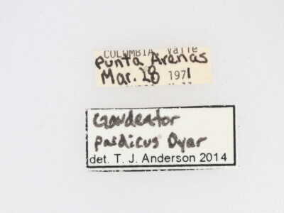 label view of adult Gaudeator paidicus
