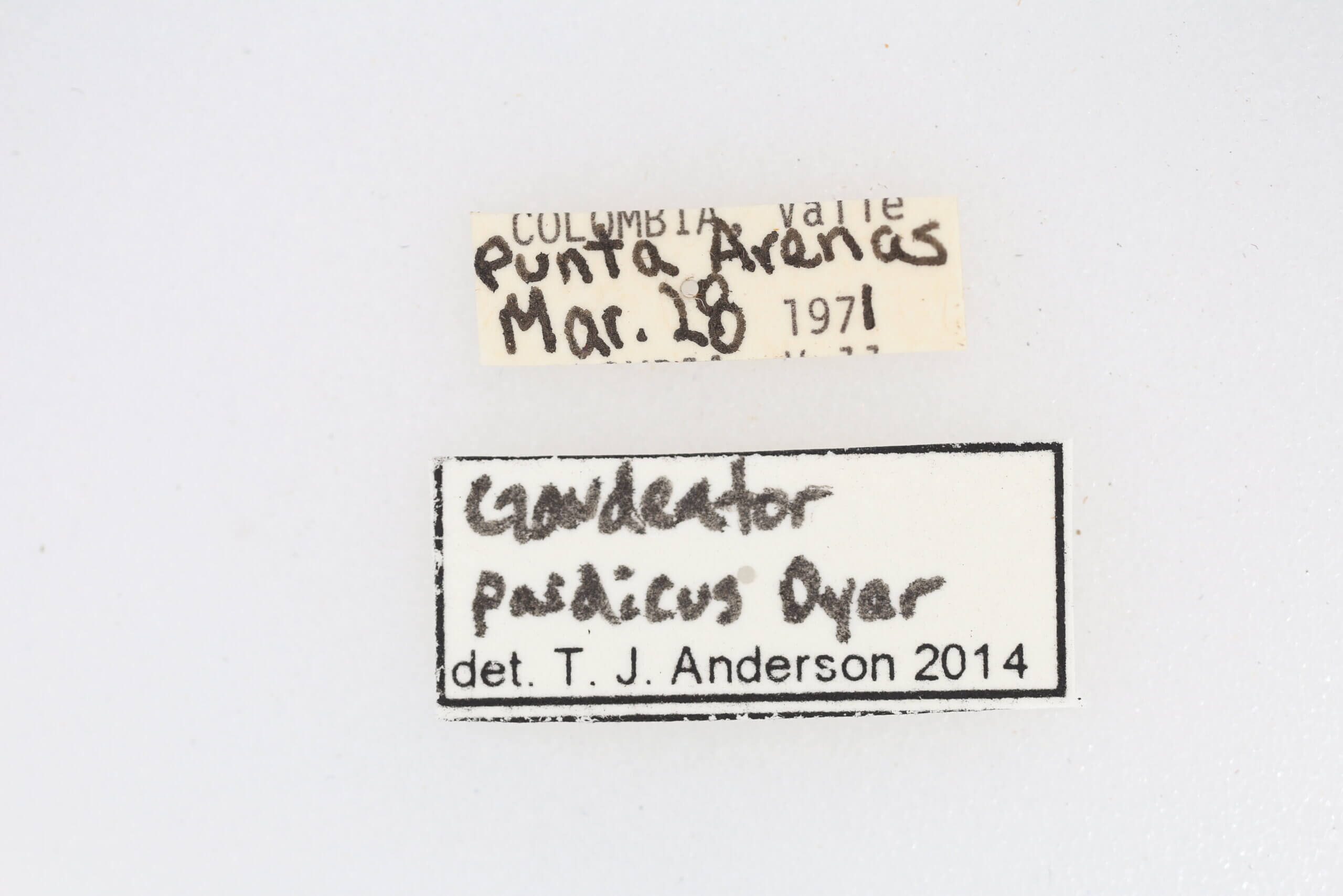 label view of adult Gaudeator paidicus