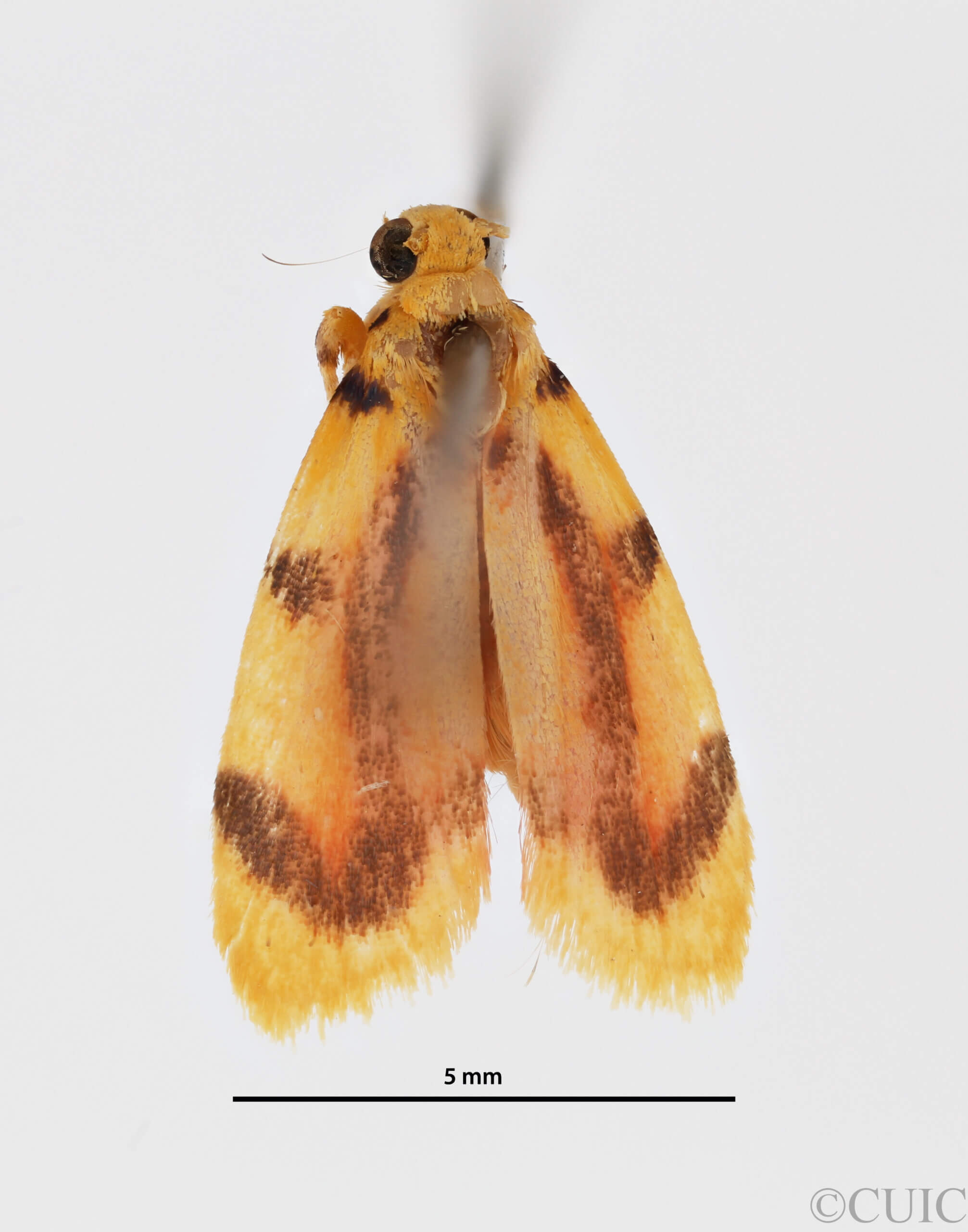 dorsal view of adult Gaudeator paidicus