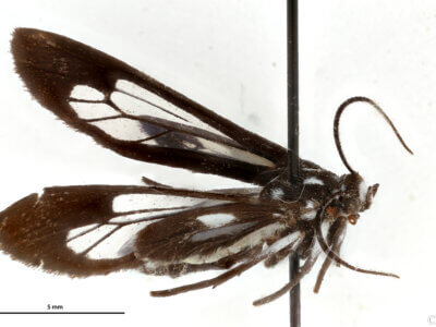 dorsal view of adult Hypatia melaleuca