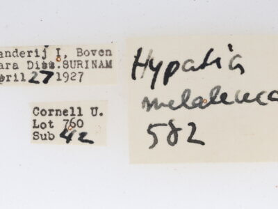 label view of adult Hypatia melaleuca