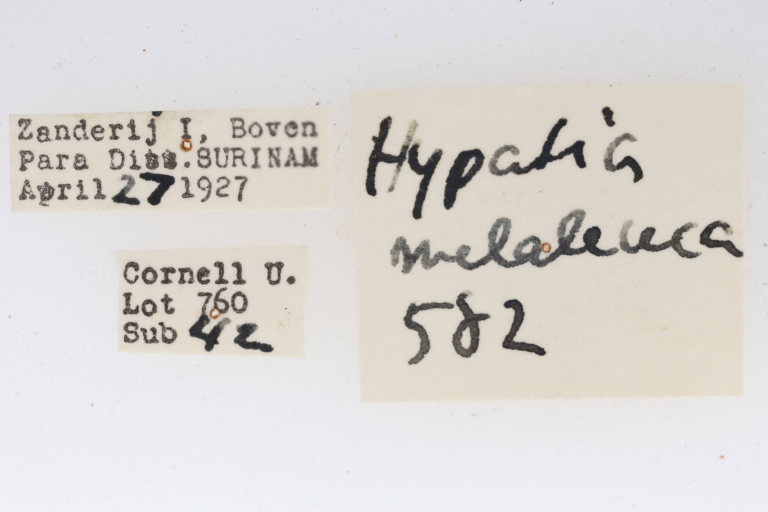 label view of adult Hypatia melaleuca