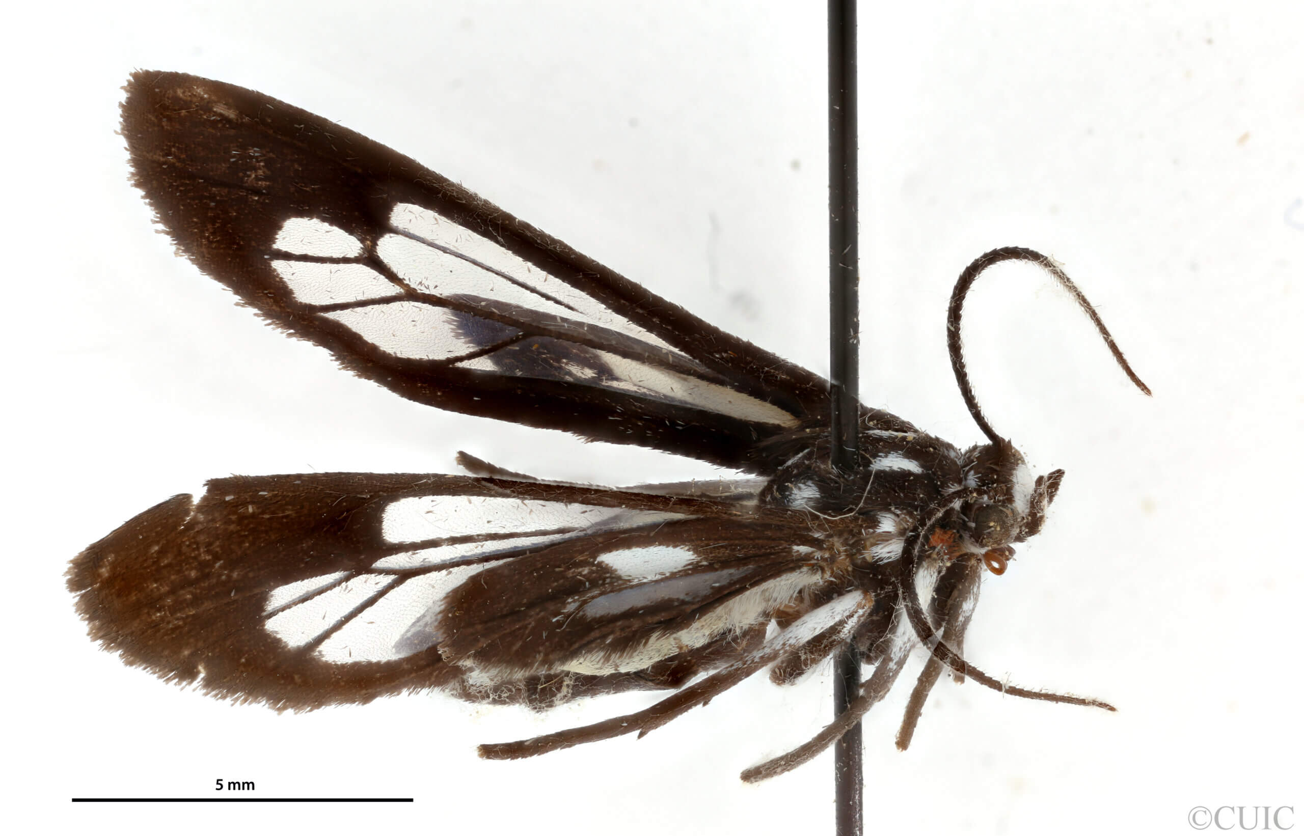 dorsal view of adult Hypatia melaleuca