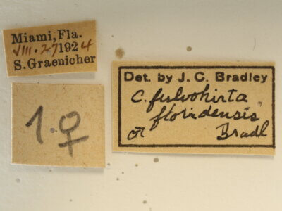 label view of adult Campsomeris fulvohirta