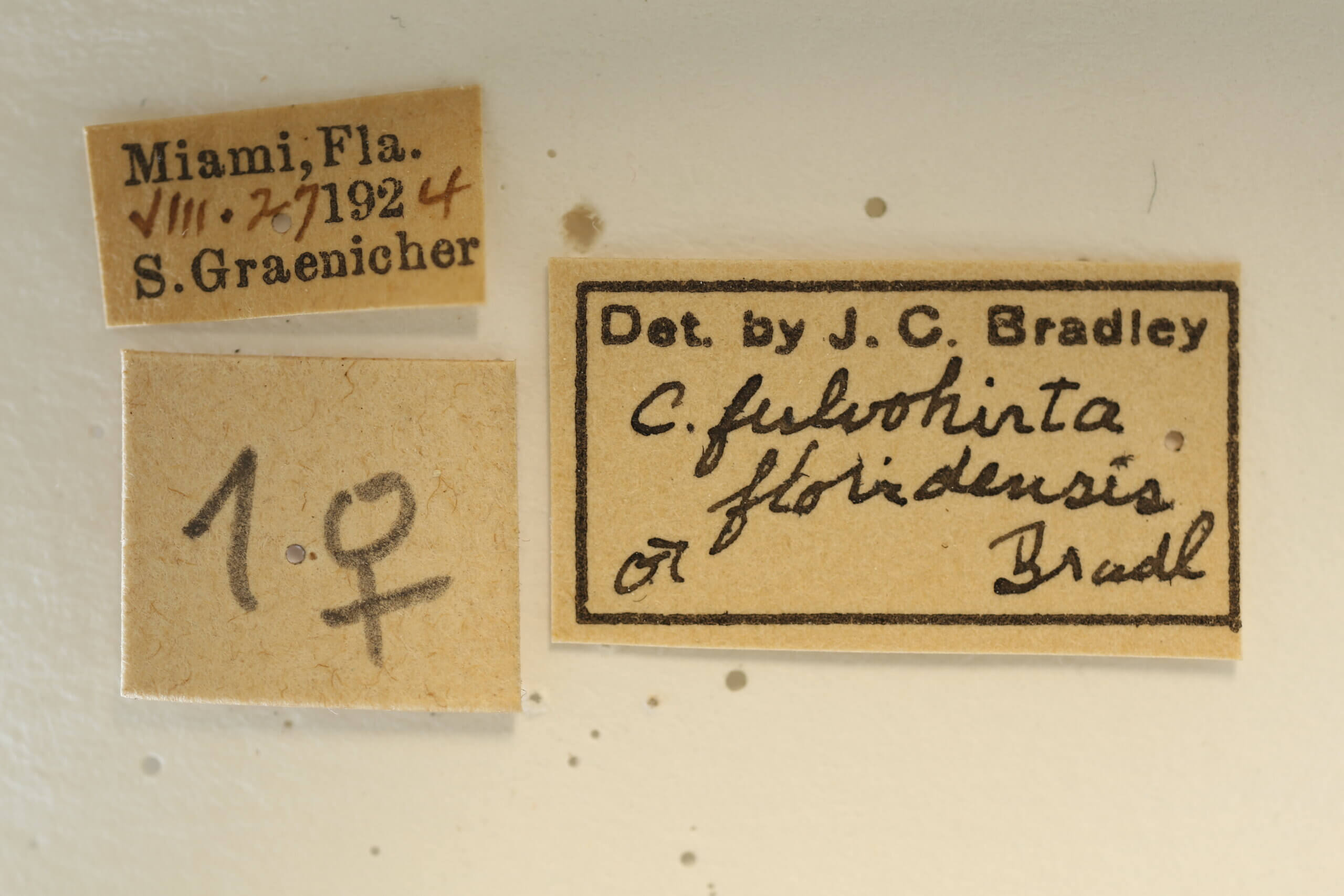 label view of adult Campsomeris fulvohirta