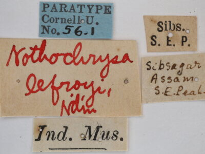 label view of adult Italochrysa lefroyi